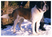 †  Astenda vom Pappelgrund, bisher erworbene Titel: Deutscher Jugend-Champion VDH, Jugend-Champion des St.Bernhards-Klub e.V.,Europajugendsieger, Schausieger 2007, Deutscher Champion VDH, Deutscher Champion des St.Bernhard-Klubs,Zucht & Schönheits-Champio