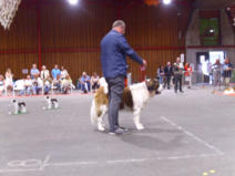 WUSB 2017 Schweiz.Blanche d`Etoile vom Pappelgrund (10,5 Jahre alt) Veteranenklasse  Platz 2